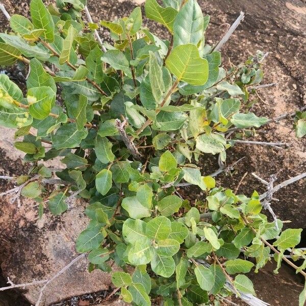 Ficus glumosa পাতা