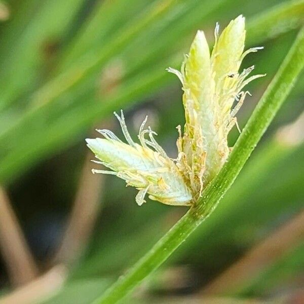 Cyperus laevigatus Квітка