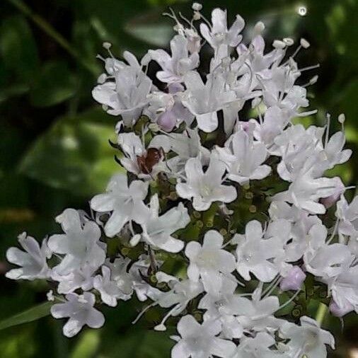 Valeriana montana Flower