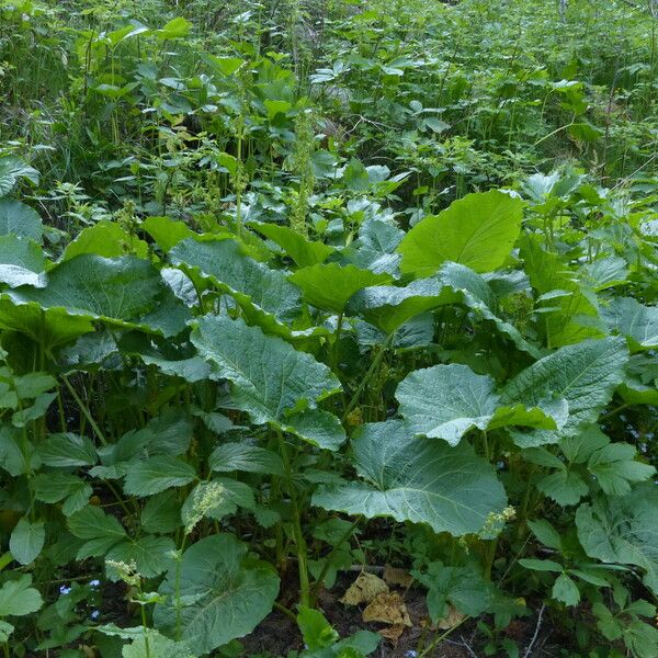 Rumex alpinus Tervik taim