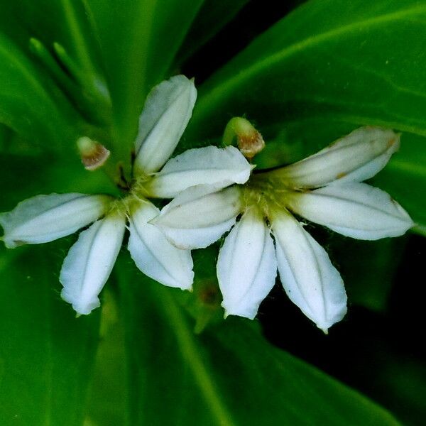 Scaevola plumieri Flor