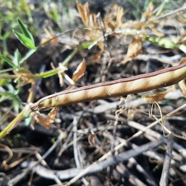 Lathyrus tingitanus Fruto