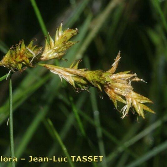 Carex pseudobrizoides Кветка