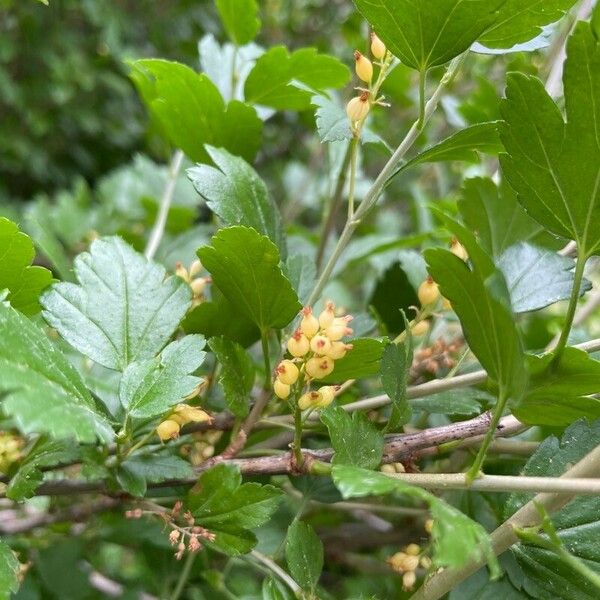 Ribes alpinum 果実