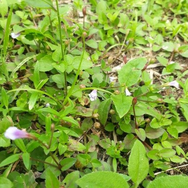 Lindernia dubia Leaf