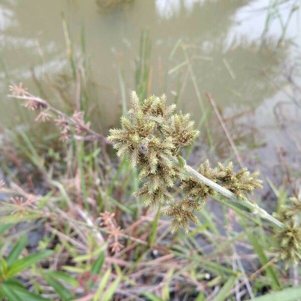 Cyperus difformis Φρούτο