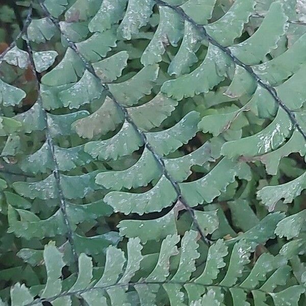 Adiantum pedatum Blad