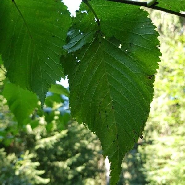 Ulmus glabra Fuelha