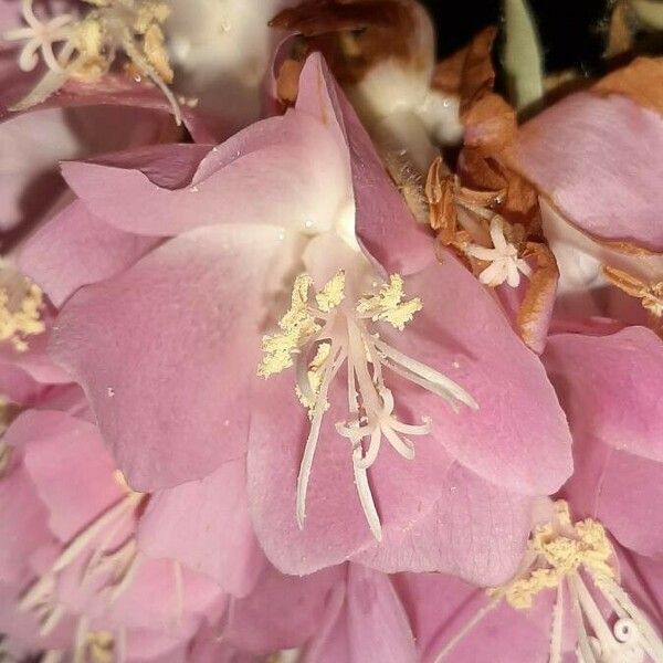 Dombeya wallichii Blodyn