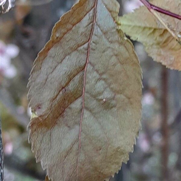 Prunus cerasifera Blatt