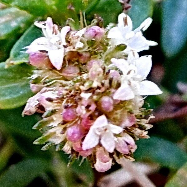 Spermacoce prostrata Flower