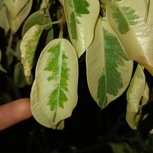 Ficus benjamina Листок