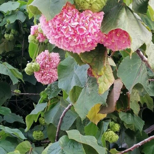 Dombeya wallichii Blodyn