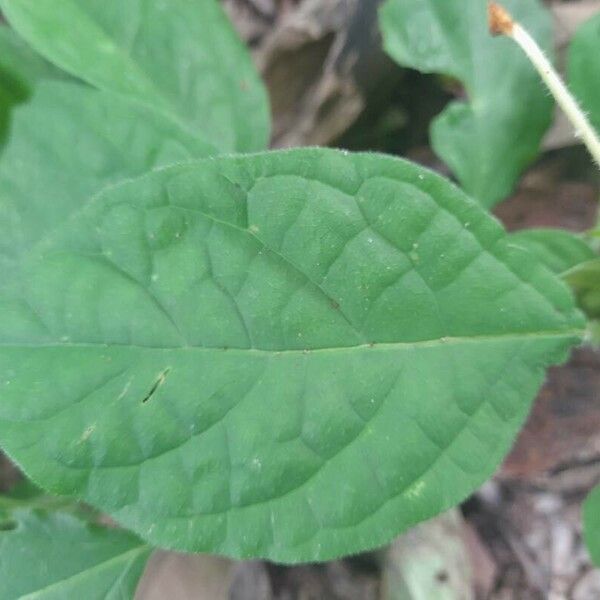 Clerodendrum indicum Leaf