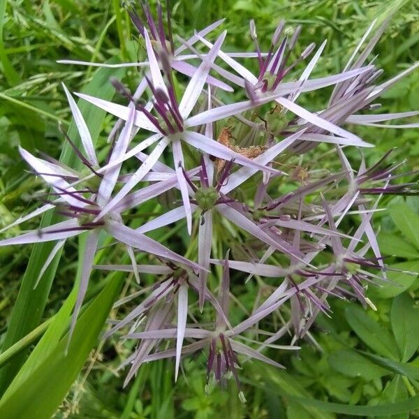 Allium cristophii Fiore