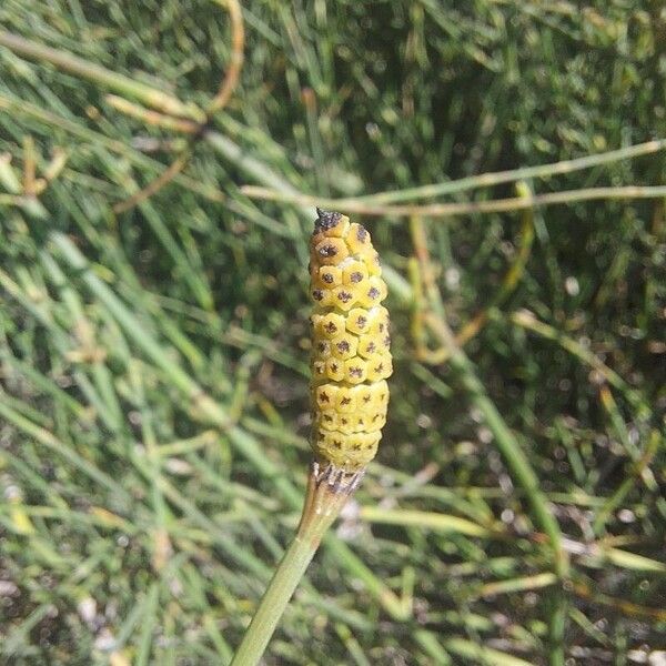 Equisetum ramosissimum Flower