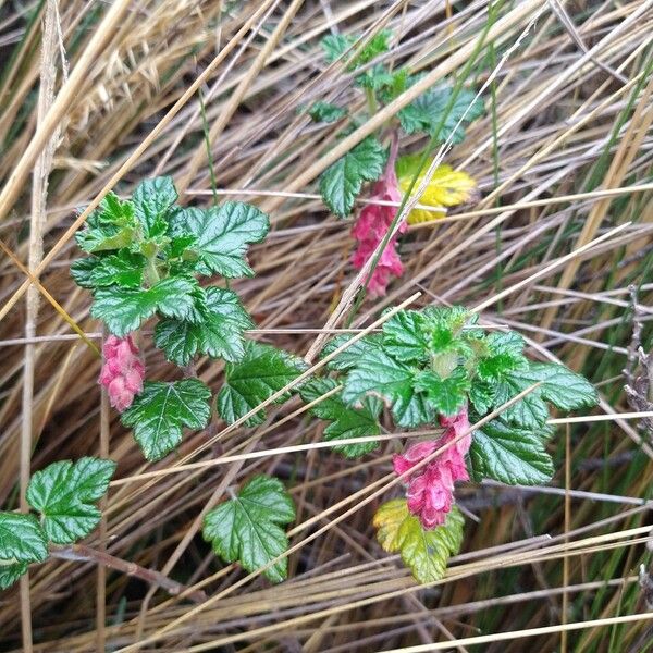 Ribes andicola