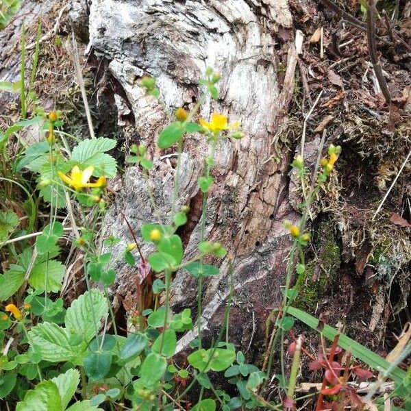 Hypericum pulchrum Habit