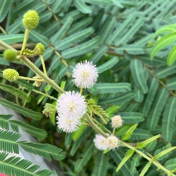 Mimosa pigra Frunză