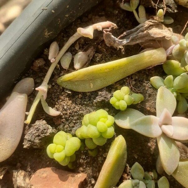 Sedum dasyphyllum पत्ता