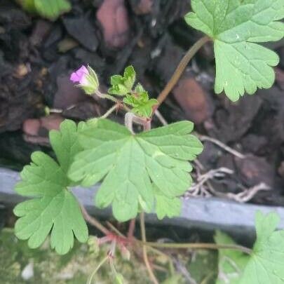 Geranium rotundifolium Folha