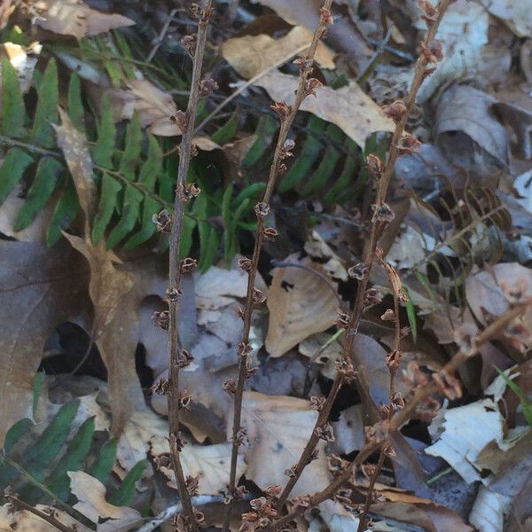 Epifagus virginiana Habitat