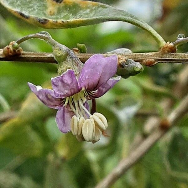 Lycium barbarum Flower