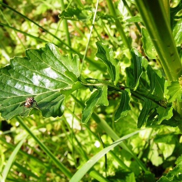 Barbarea stricta Blad