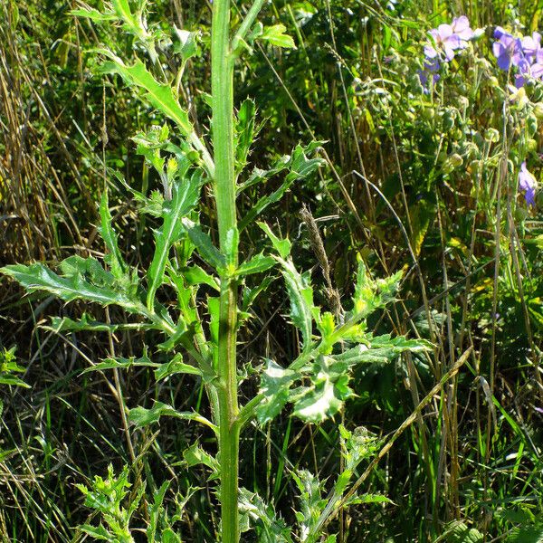 Cirsium arvense Leaf