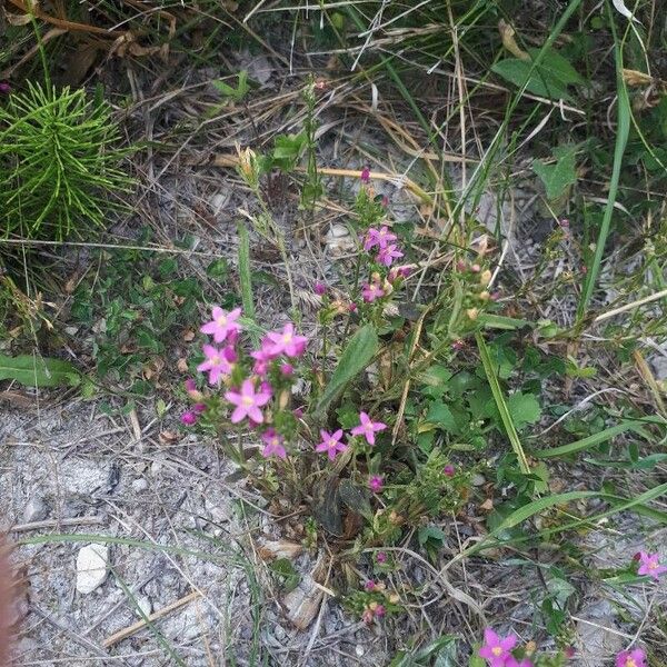 Centaurium pulchellum Blomst