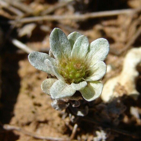 Filago pygmaea Annet