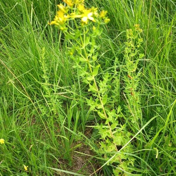 Hypericum perfoliatum Агульны выгляд