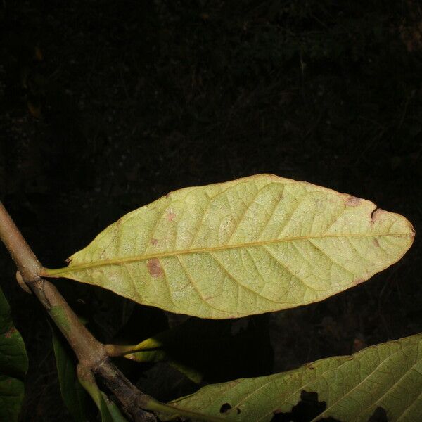 Genipa americana Blad