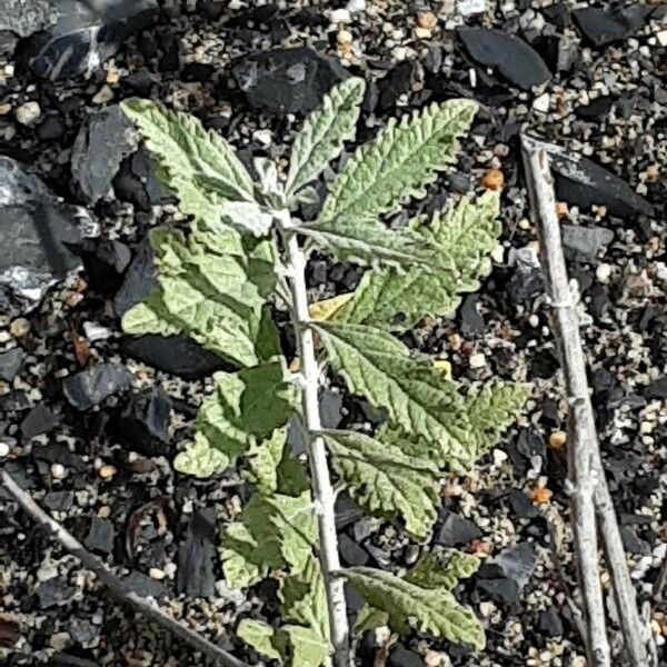 Salvia abrotanoides Blatt