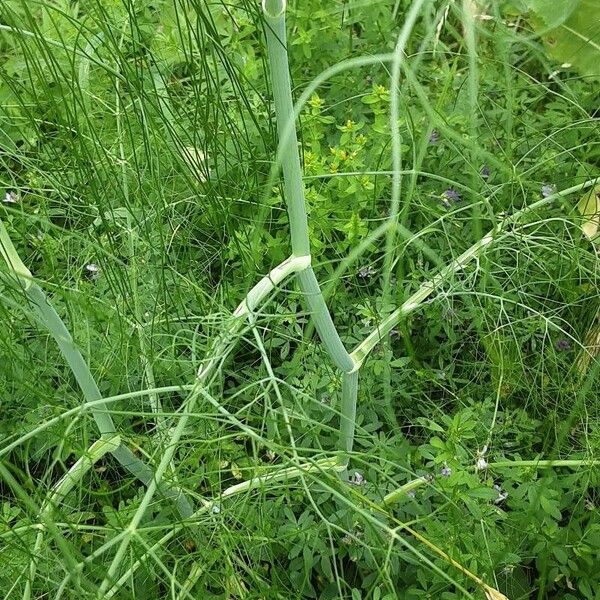 Foeniculum vulgare Escorça