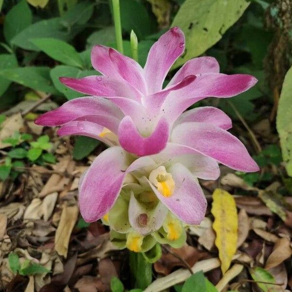 Curcuma longa Kwiat