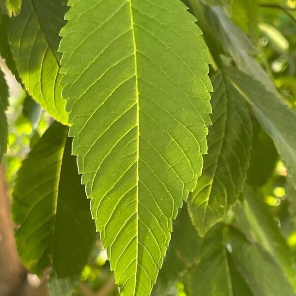 Tecoma stans Leaf