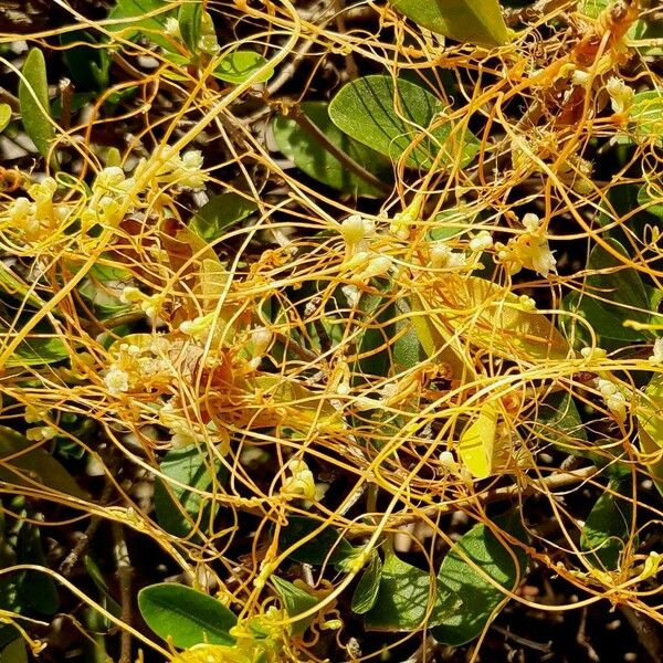 Cuscuta campestris Lapas