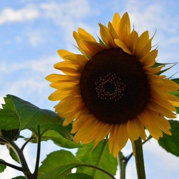 Helianthus annuus Bloem