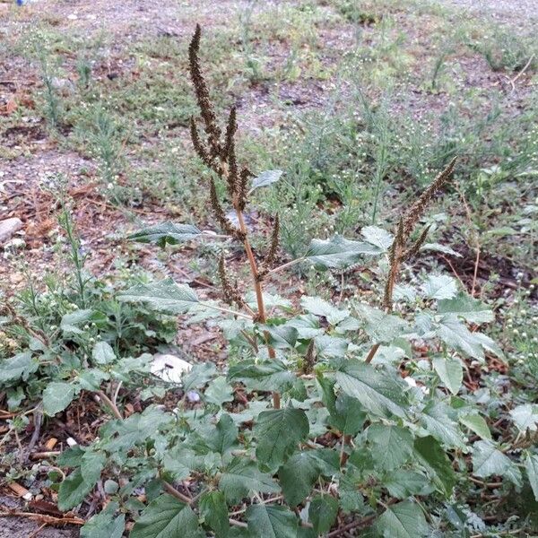 Amaranthus hybridus Flower