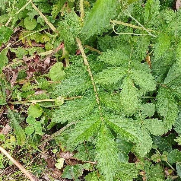 Agrimonia eupatoria 葉