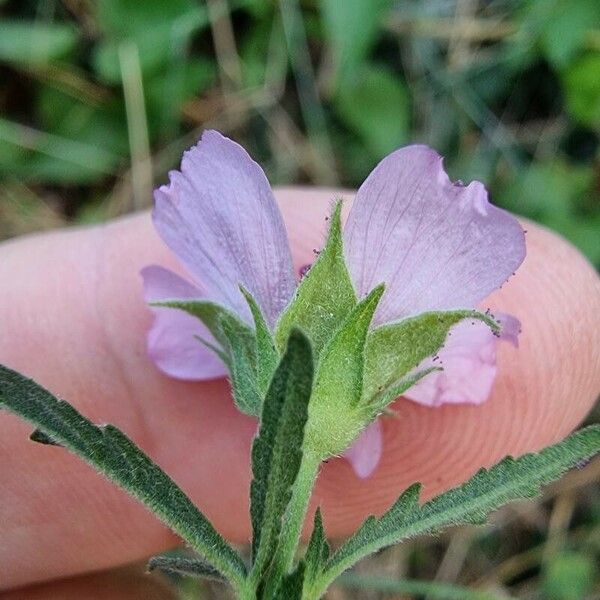 Althaea cannabina പുഷ്പം