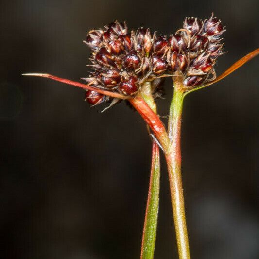 Luzula multiflora ഫലം