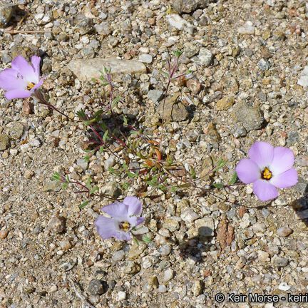 Linanthus dianthiflorus 形態