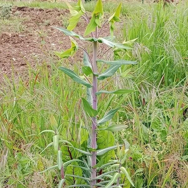 Euphorbia lathyris Habitatea