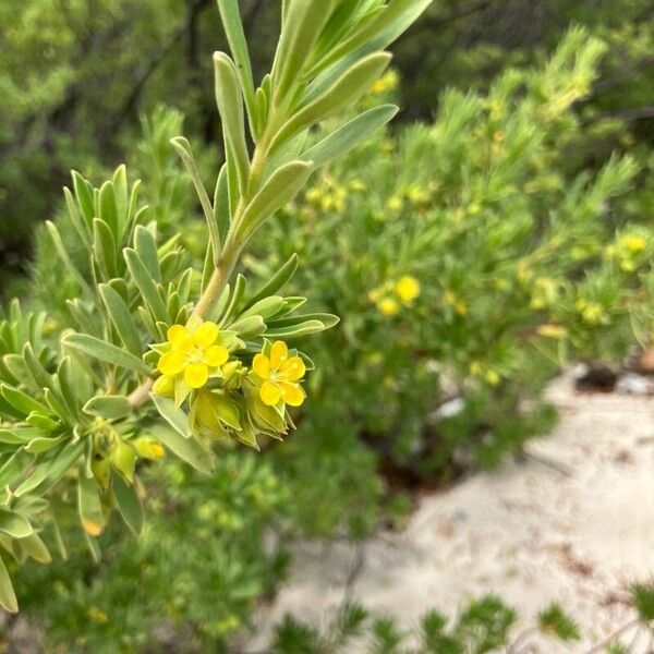 Suriana maritima 花