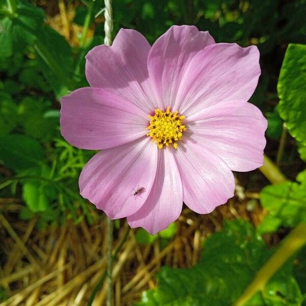 Cosmos bipinnatus Flower