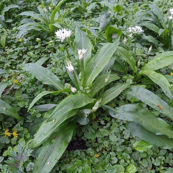 Allium ursinum Habit