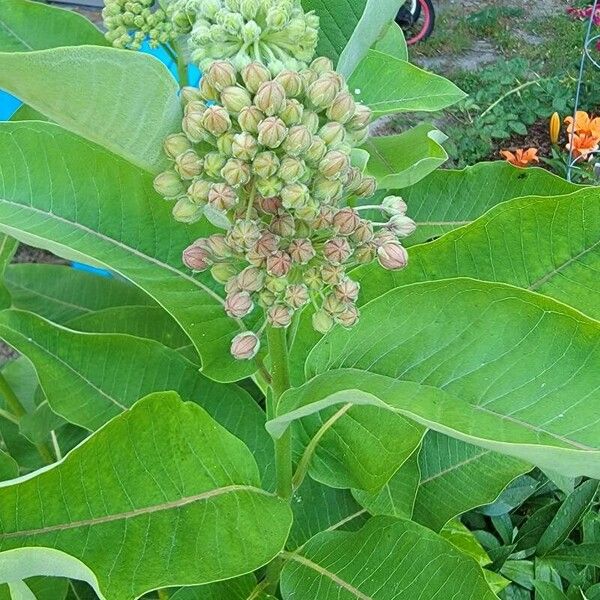 Asclepias syriaca Kukka