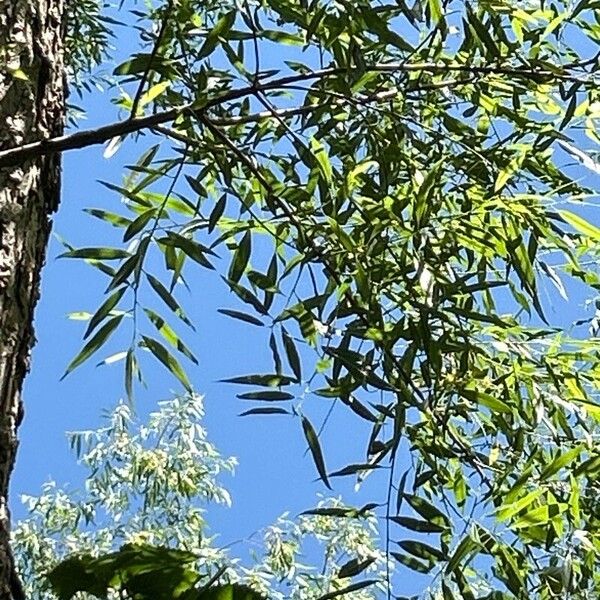 Salix nigra Leaf